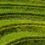 Longji rice terraces