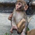 monkeys at the Pashupatinath Temple